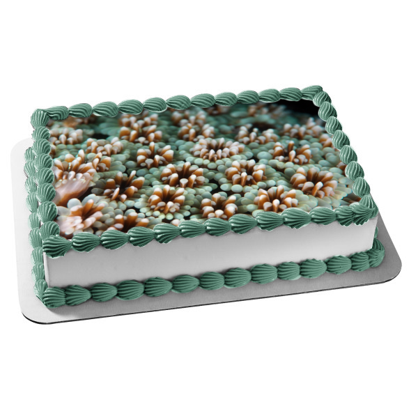 Decoración comestible para tarta con paisaje de coral y vida oceánica, imagen ABPID52520 