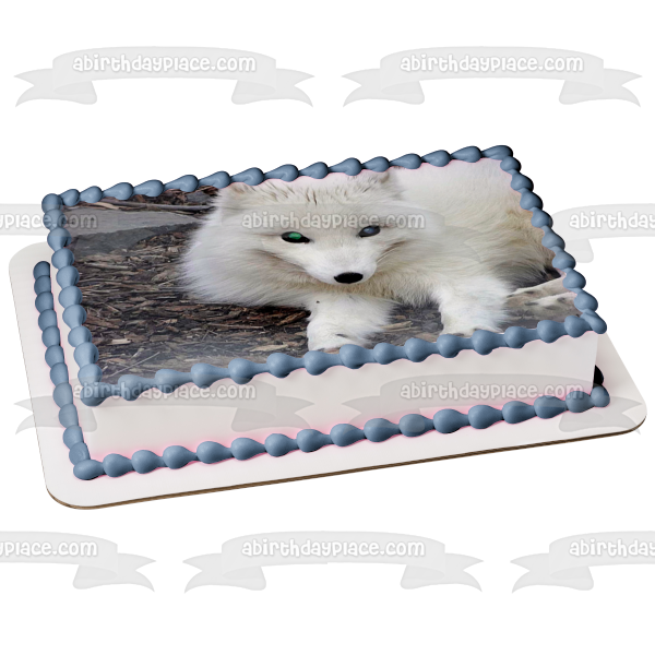 Artic Fox White Fox Wildlife Edible Cake Topper Image ABPID52921