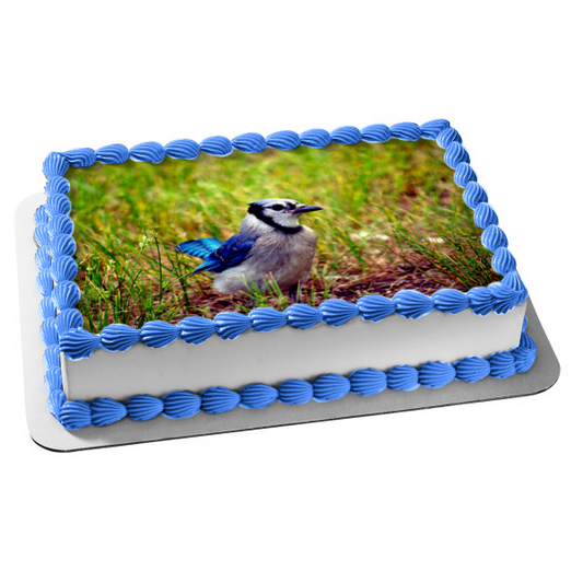 Decoración comestible para tarta con diseño de arrendajo azul de vida silvestre ABPID52940 