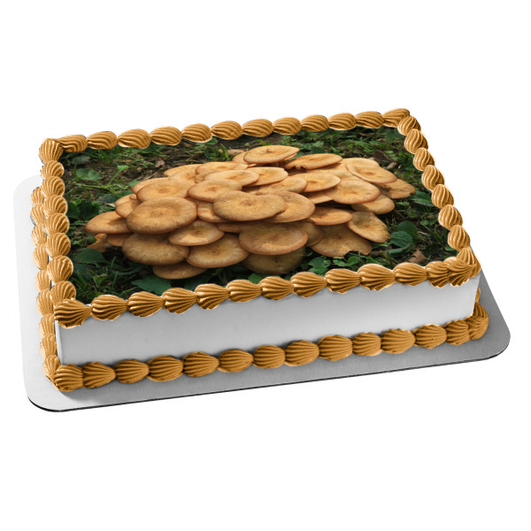 Mushroom Fungus Plant Nature Outdoors Gardening Edible Cake Topper Image ABPID52947