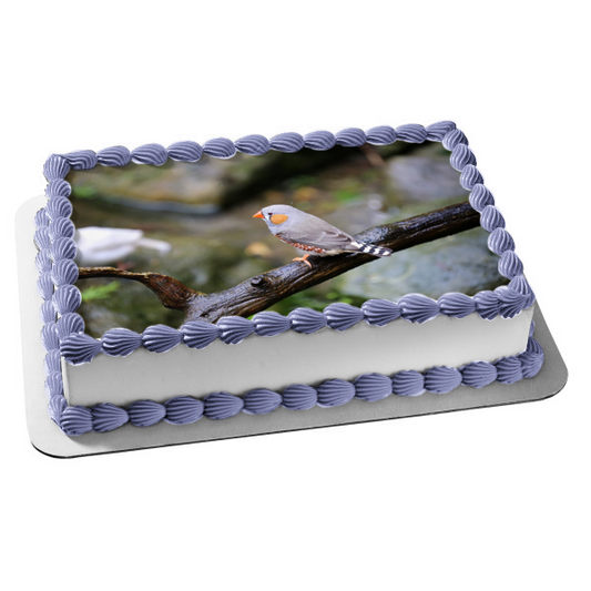 Zebra Finch Bird Nature Wildlife Outdoors Australia Edible Cake Topper Image ABPID52986