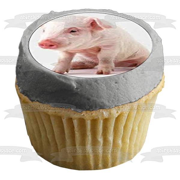 Pickle the Mini Pig Eating Birthday Cake - YouTube