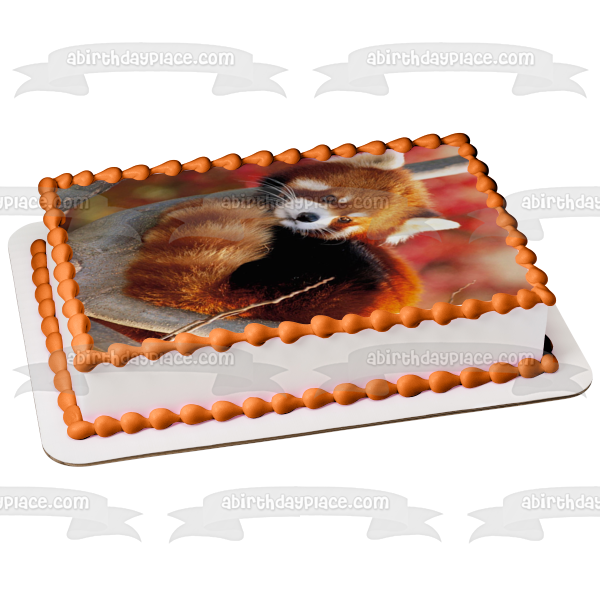 Imagen comestible para decoración de tarta con panda rojo en un árbol ABPID49650 