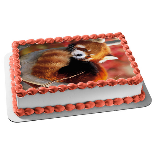 Red Panda In Tree Edible Cake Topper Image ABPID49650