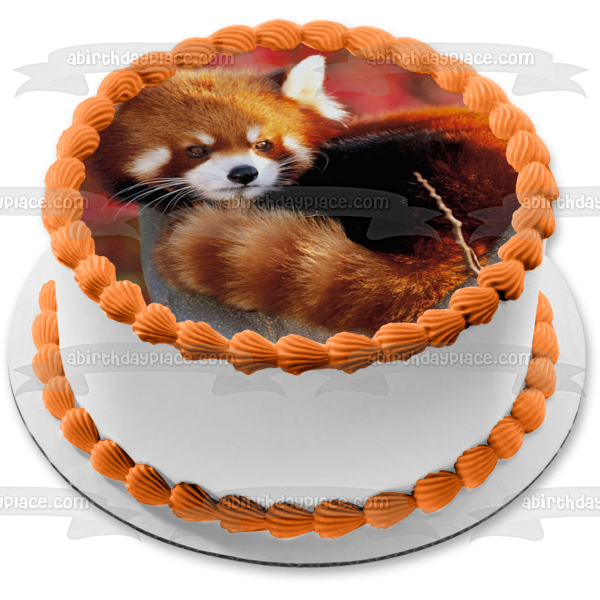 Imagen comestible para decoración de tarta con panda rojo en un árbol ABPID49650 