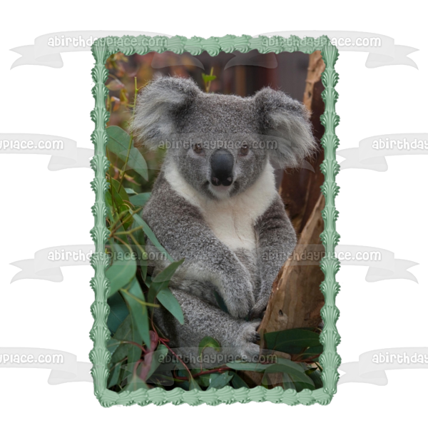 Imagen comestible para decoración de tarta con hojas de árboles de oso koala ABPID10082