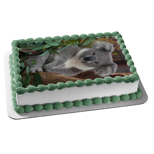 Imagen comestible para decoración de tarta con hojas de árboles de oso koala ABPID10082