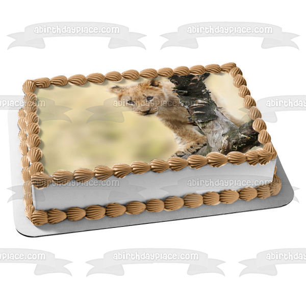 Curious Lion Cub Edible Cake Topper Image ABPID50477