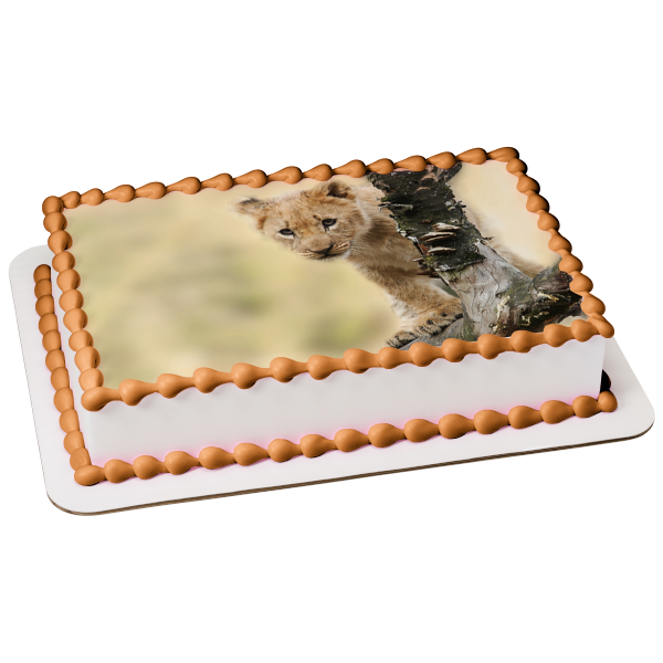 Curious Lion Cub Edible Cake Topper Image ABPID50477