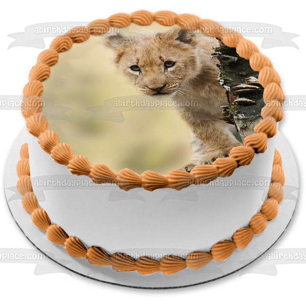 Curious Lion Cub Edible Cake Topper Image ABPID50477