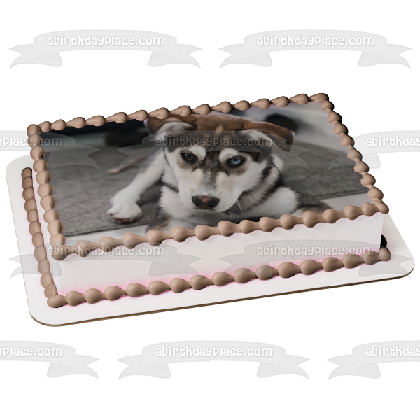 Imagen comestible para decoración de tarta de cachorro Husky ABPID51008 