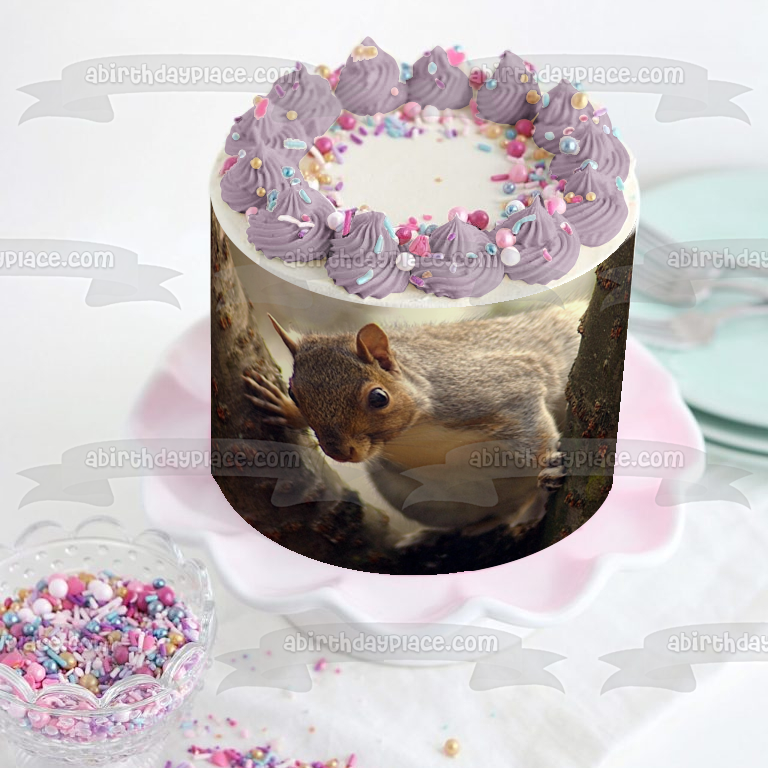 Squirrel edible cake image muffin party decoration birthday topper gift |  eBay