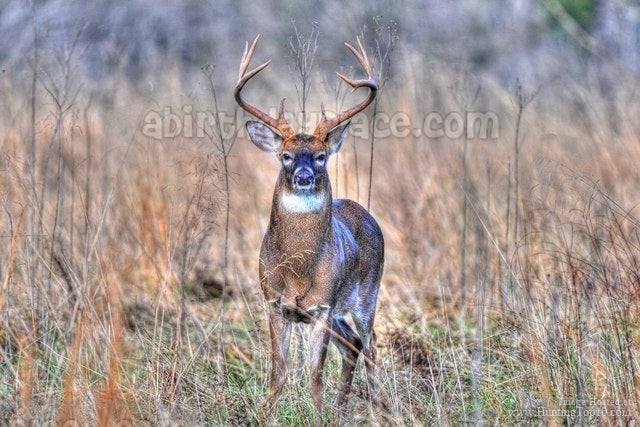 Hunting Deer In a  Brush Field Edible Cake Topper Image ABPID07162