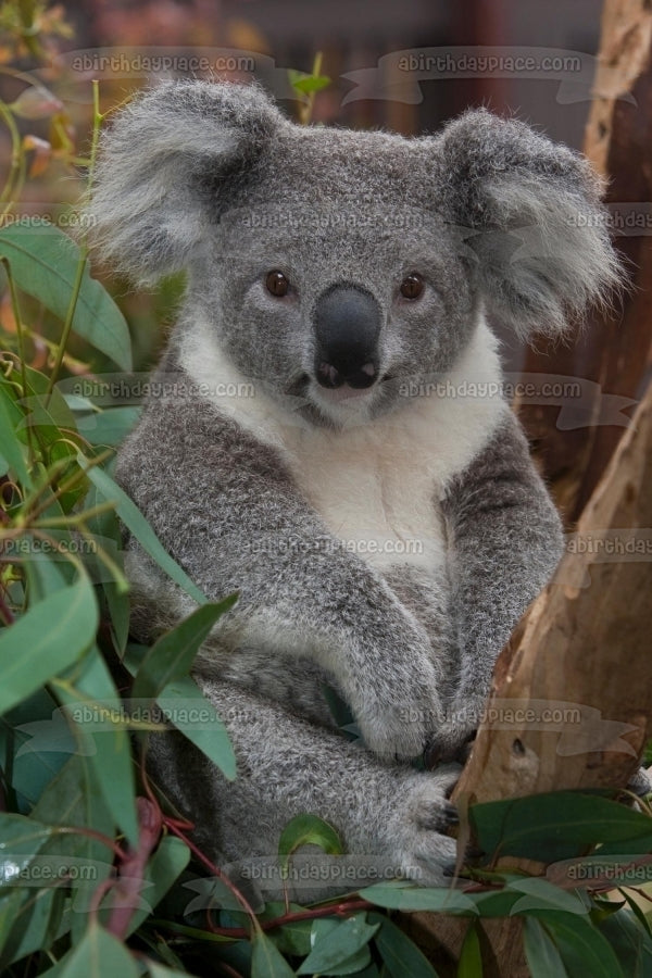 Imagen comestible para decoración de tarta con hojas de árboles de oso koala ABPID10082