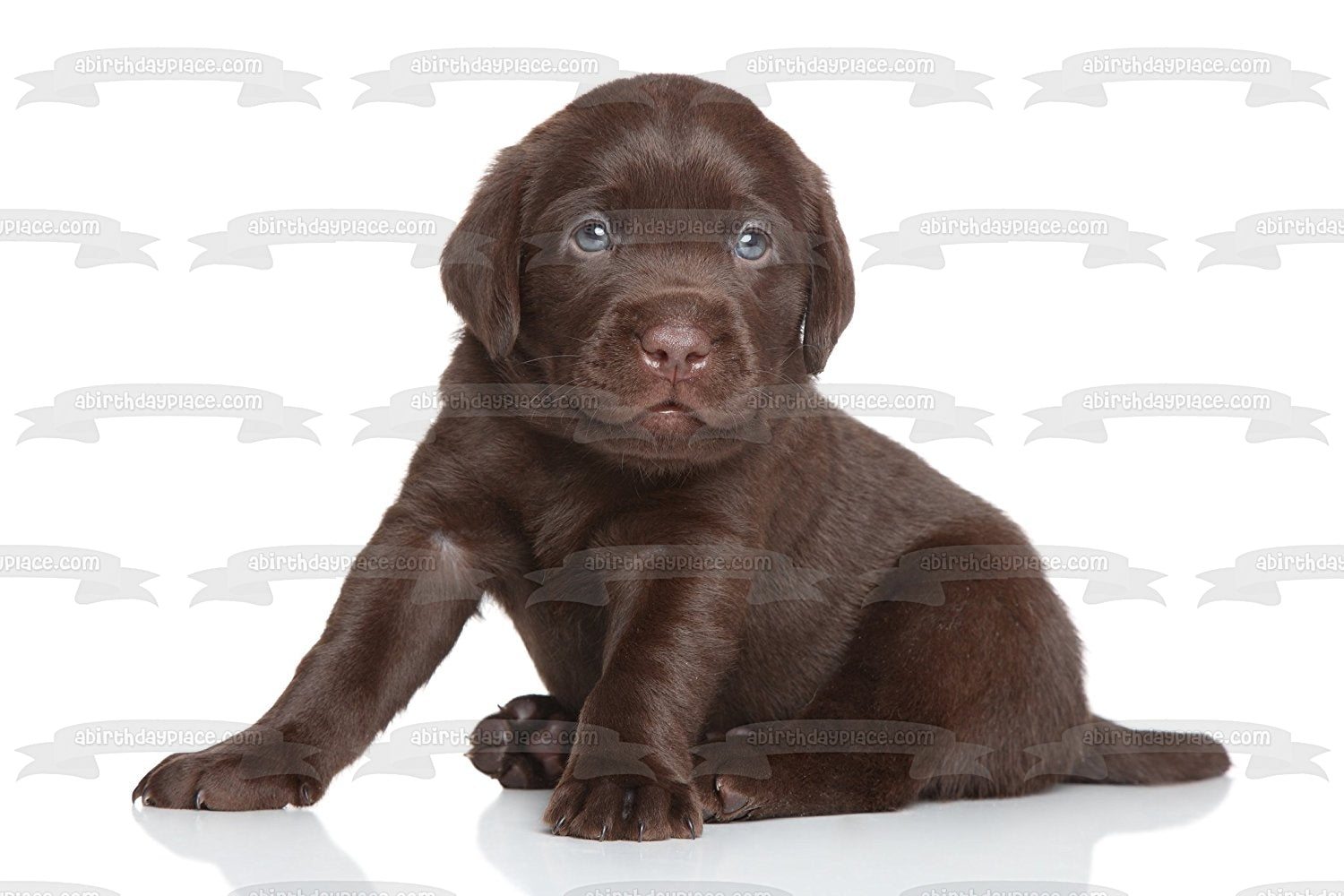 Puppy Black Labrador Edible Cake Topper Image ABPID15523 A Birthday Place