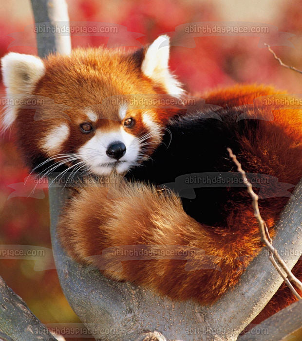 Imagen comestible para decoración de tarta con panda rojo en un árbol ABPID49650 