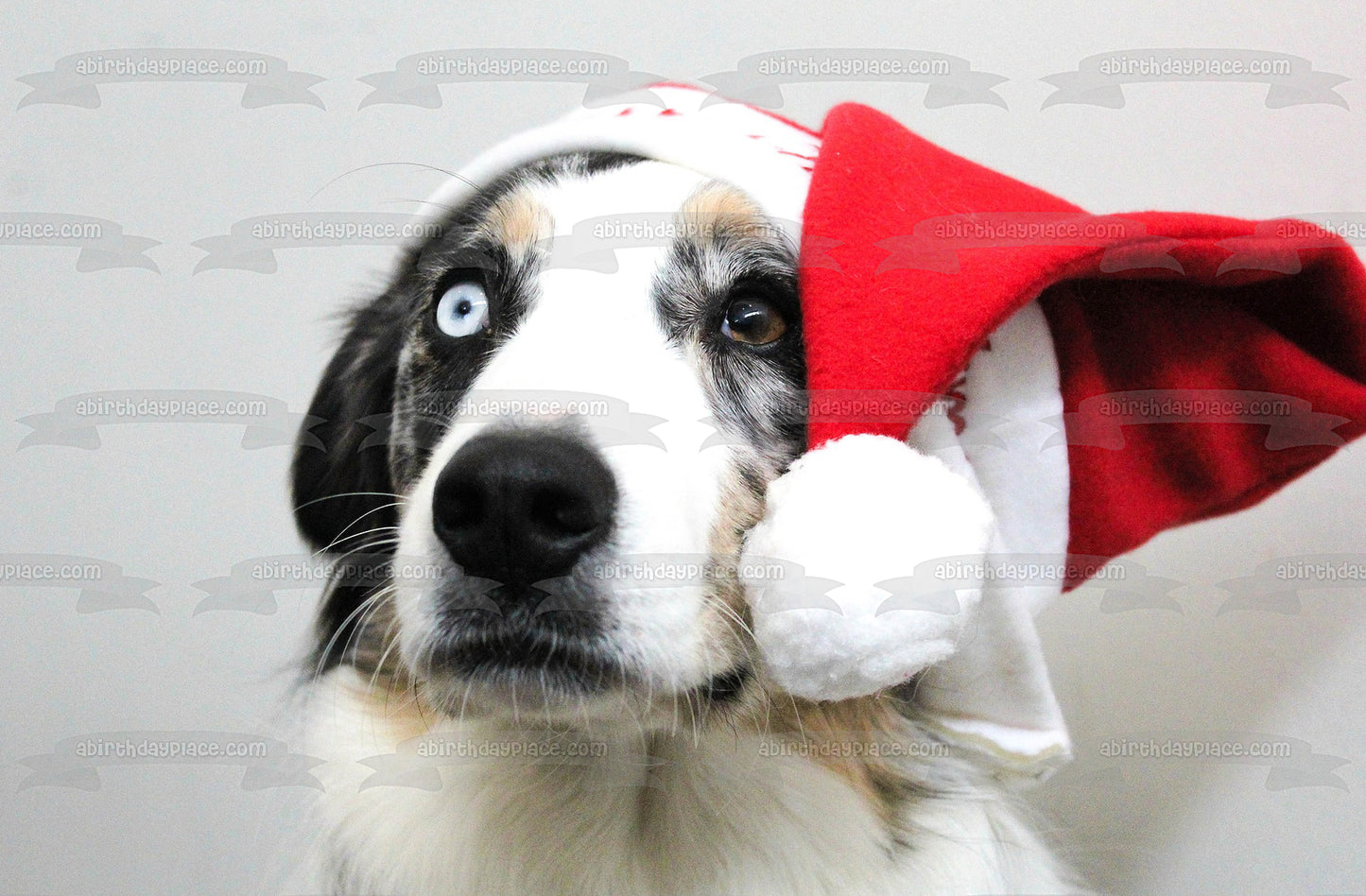 Holiday Hat Australian Shepherd Dog Edible Cake Topper Image ABPID50470