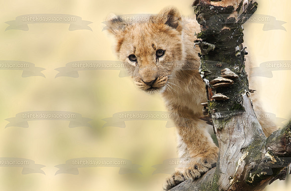 Curious Lion Cub Edible Cake Topper Image ABPID50477