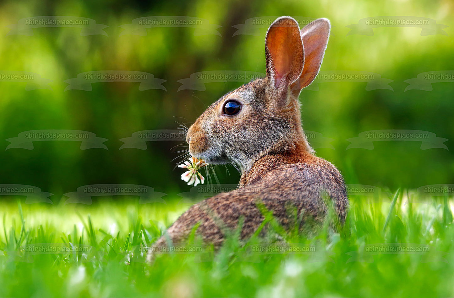 Conejo relajándose en la hierba verde Imagen comestible para decoración de tarta ABPID50481 