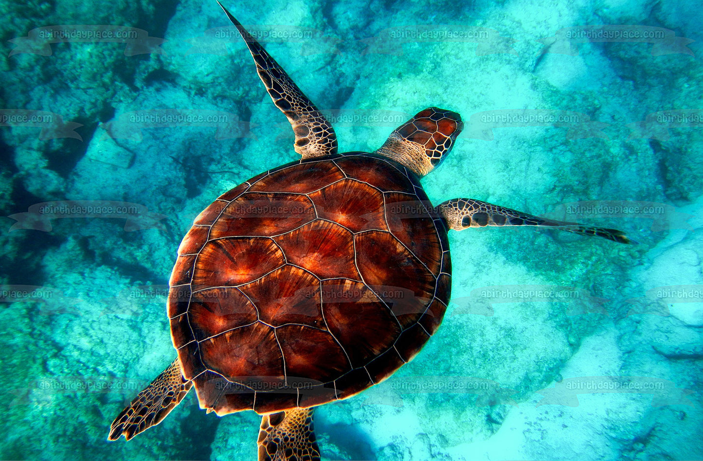 Adorno comestible para tarta con tortuga marina nadando, imagen ABPID50482 