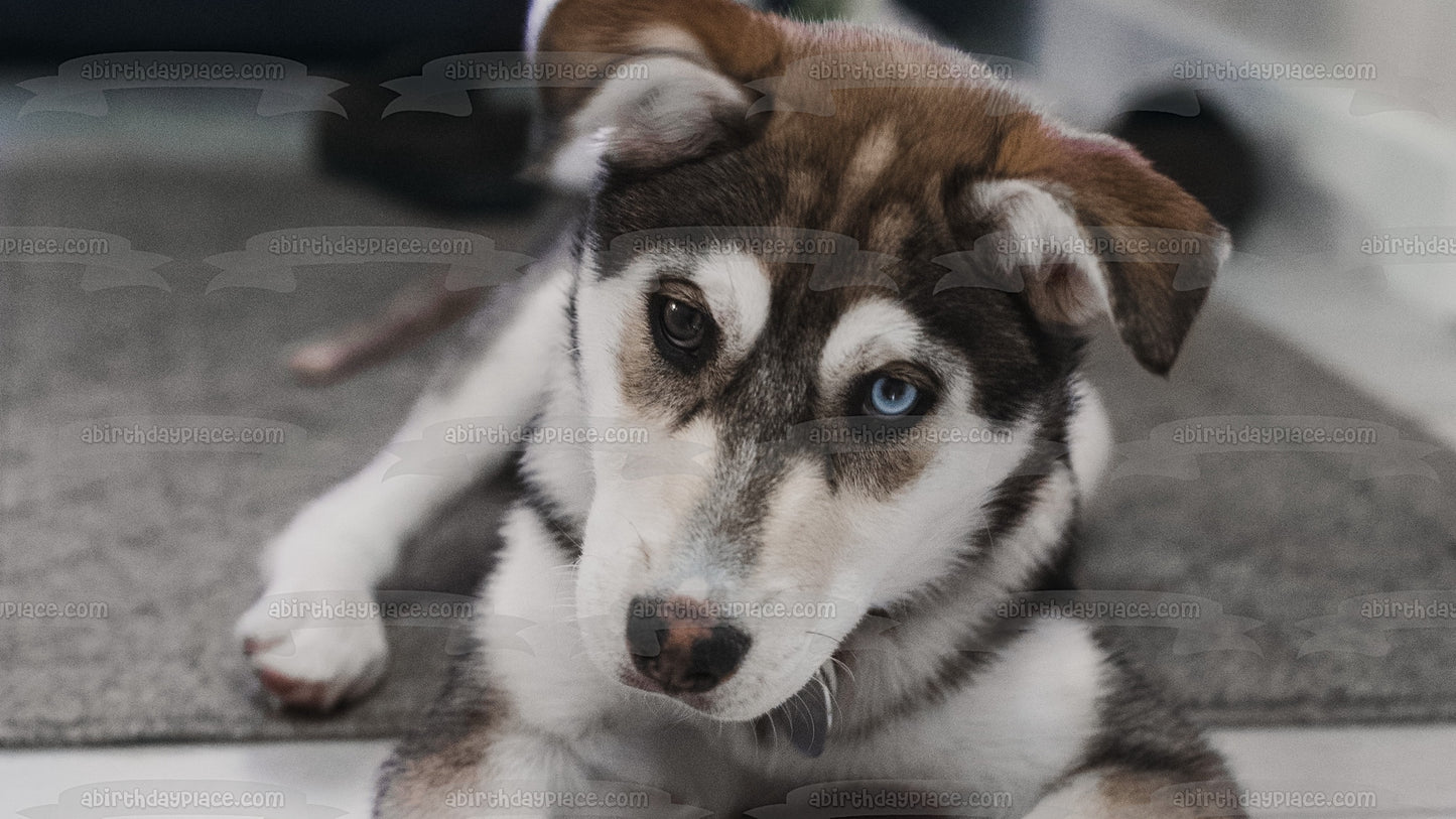 Imagen comestible para decoración de tarta de cachorro Husky ABPID51008 