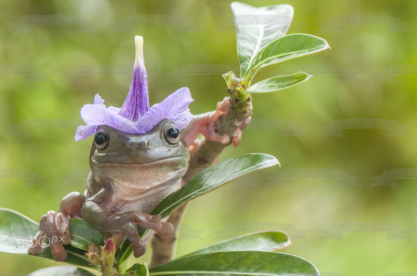 Frog Wearing a Flower Hat Edible Cake Topper Image ABPID52042