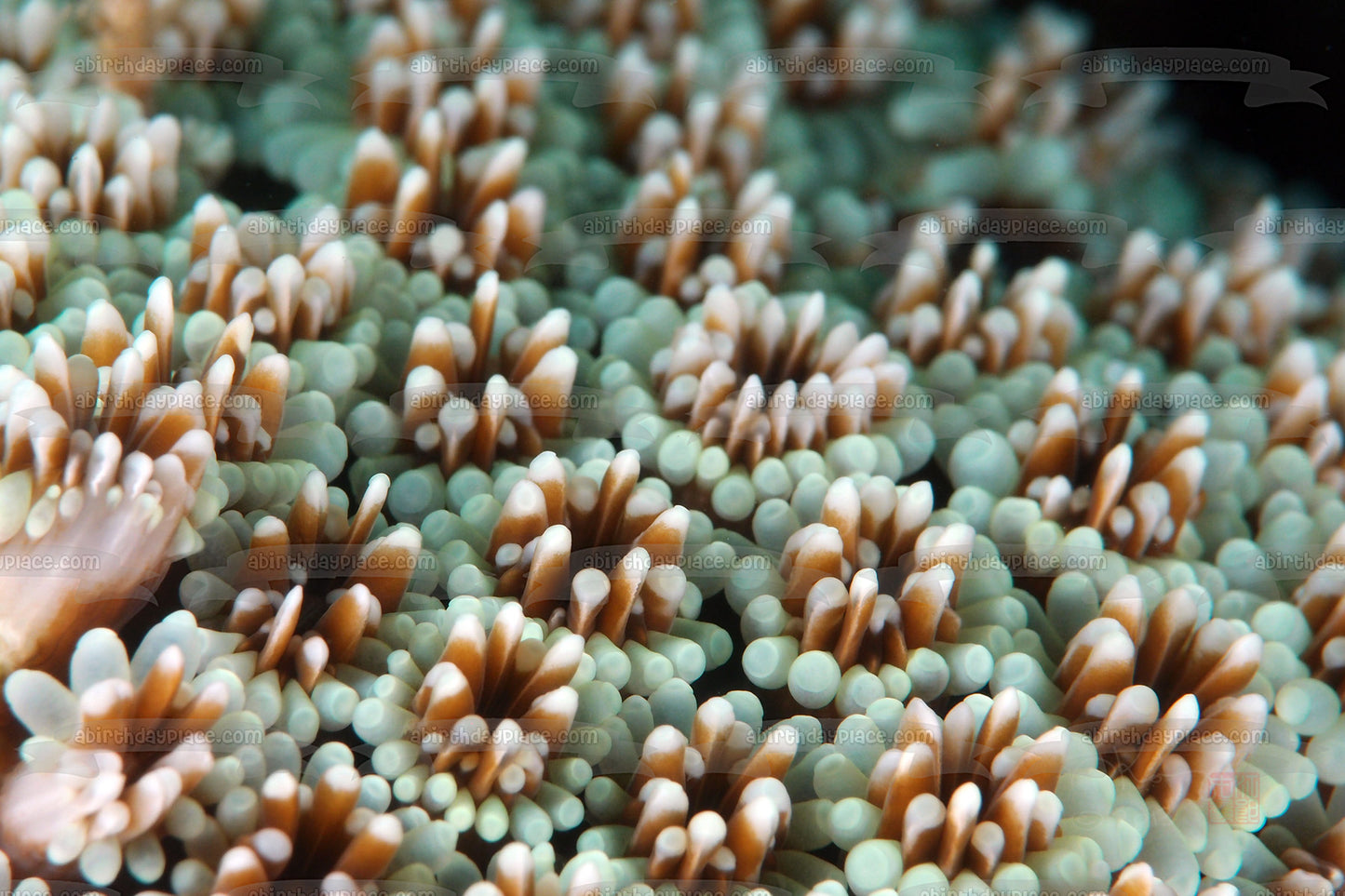 Decoración comestible para tarta con paisaje de coral y vida oceánica, imagen ABPID52520 