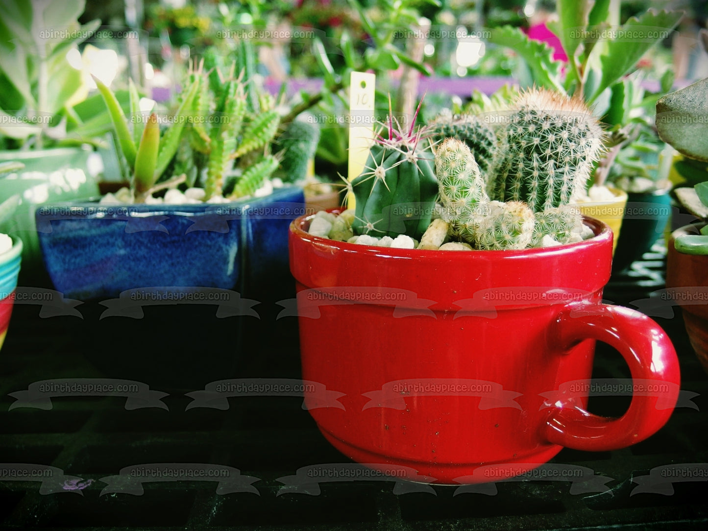 Plantas de cactus variadas en tazas Imagen comestible para decoración de pasteles ABPID52525 