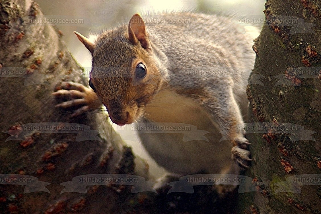 Ardilla en un árbol Imagen comestible para decoración de tarta ABPID52548 