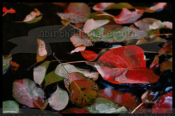 Temporada de otoño Hojas coloridas en el agua Imagen comestible para decoración de tarta ABPID52549 