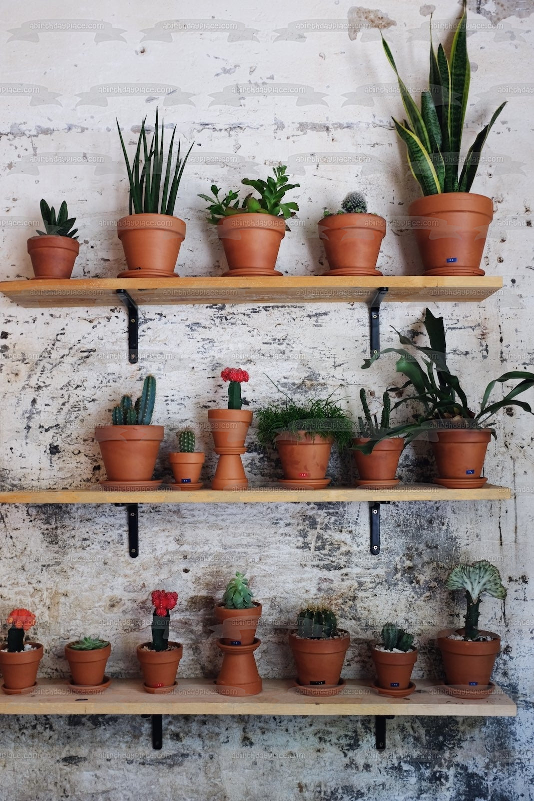 Plantas de cactus variadas en macetas Imagen de adorno comestible para pastel ABPID52552 