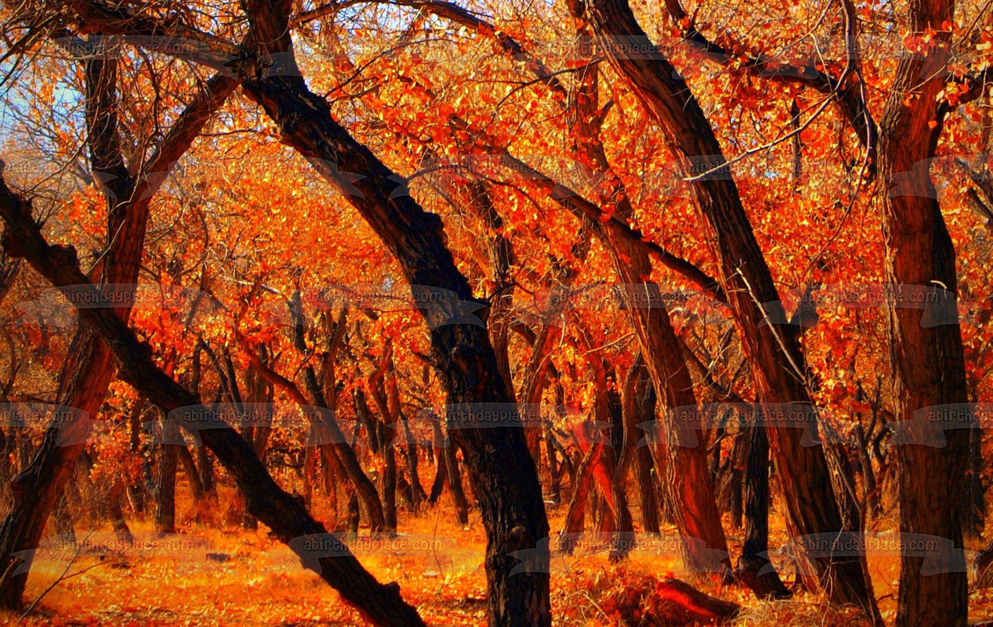 Paisaje de otoño Árboles y hojas de colores otoñales Imagen comestible para decoración de tarta ABPID52923 