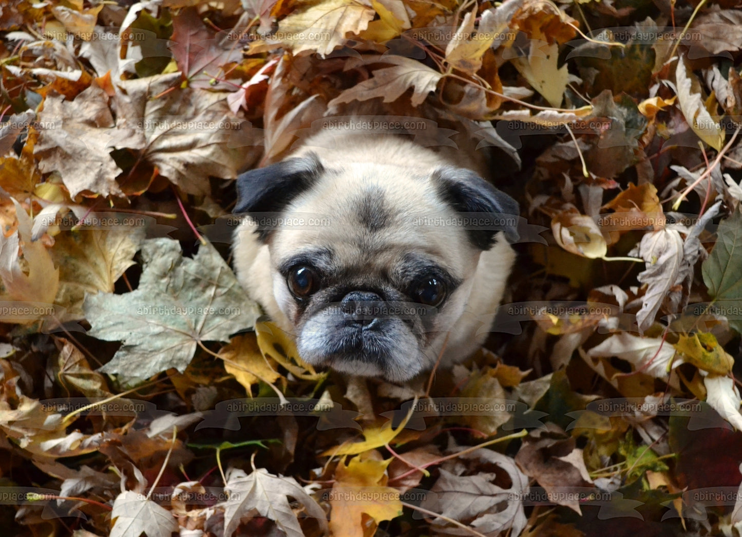 Cachorro Pug En Un Montón De Hojas Temporada De Otoño Adorno Comestible Para Pastel Imagen ABPID52935 