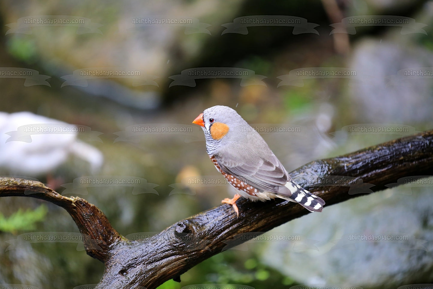 Pinzón cebra pájaro naturaleza vida silvestre al aire libre Australia imagen comestible para tarta ABPID52986 