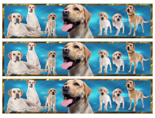 Yellow Labrador Retrievers ABPID54649