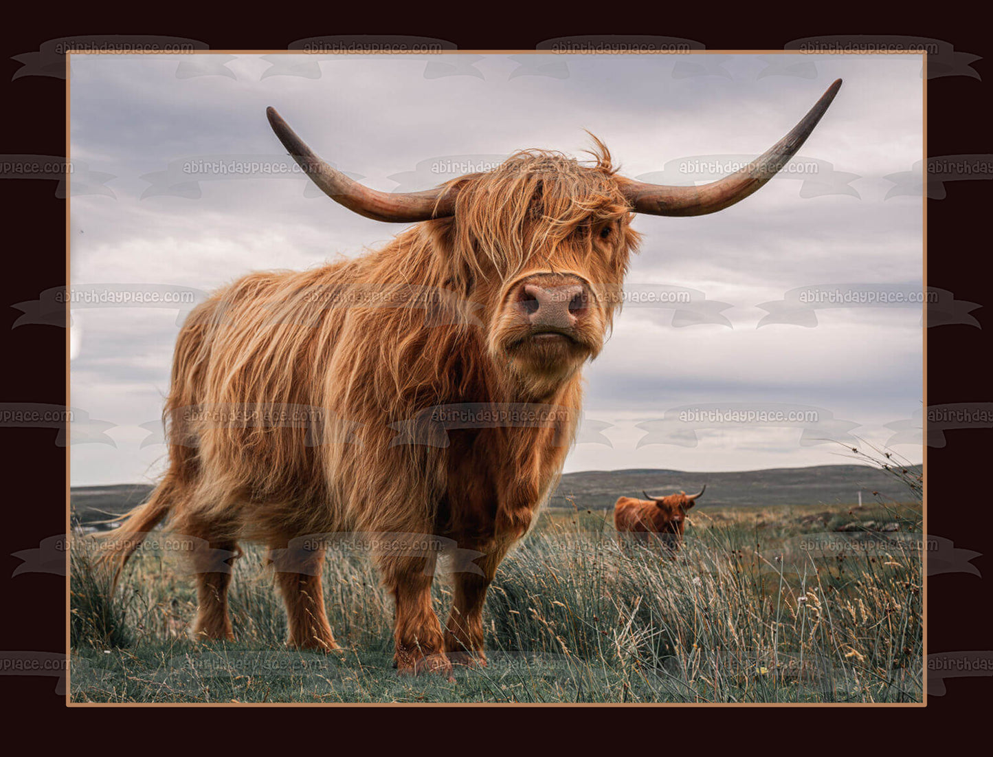 Adorno comestible para tarta con diseño de vaca de las tierras altas, soplado por el viento, imagen ABPID57438 